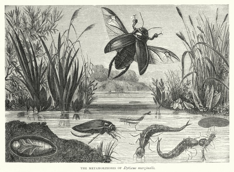 Dytiscus marginalis的变形记（雕版画 作者 英语学校