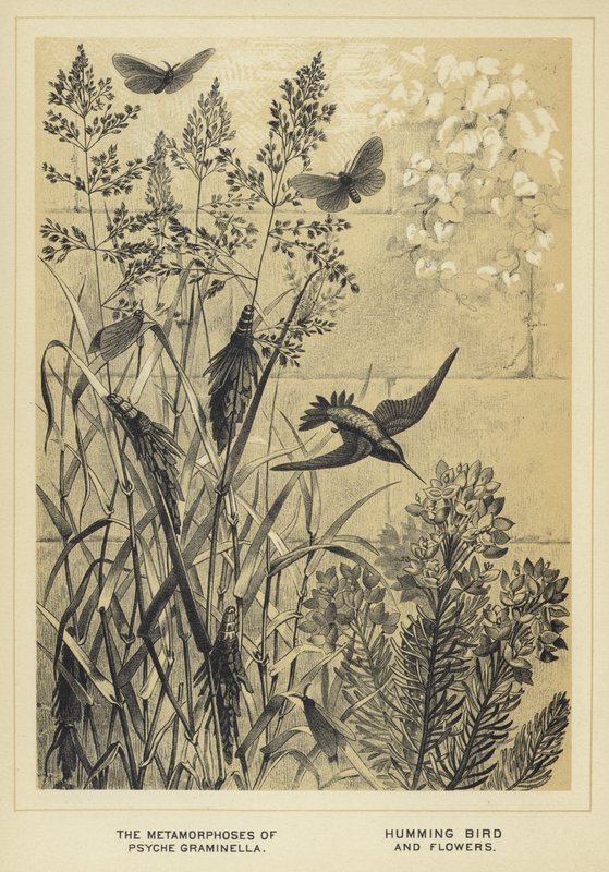 Psyche graminella，蜂鸟和花的变形 作者 英语学校