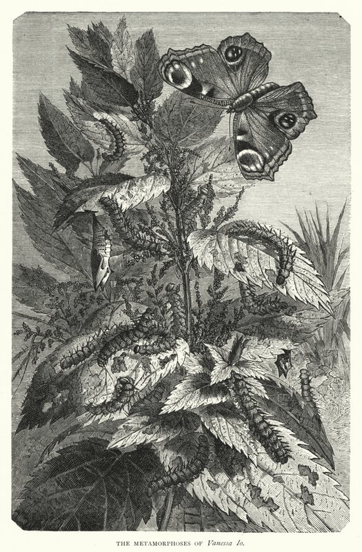 瓦妮莎-伊奥的变形记》（雕版画 作者 英语学校