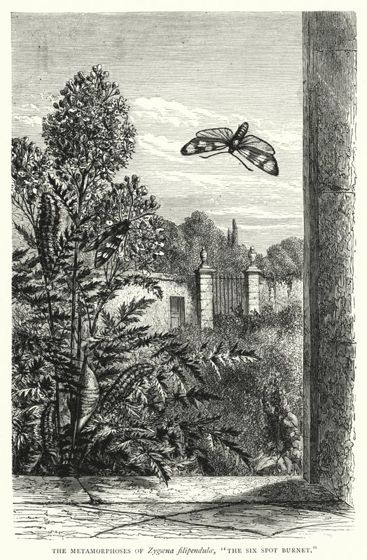 Zygaena filipendulae 的变形记，"六点伯内特"（雕刻） 作者 英语学校