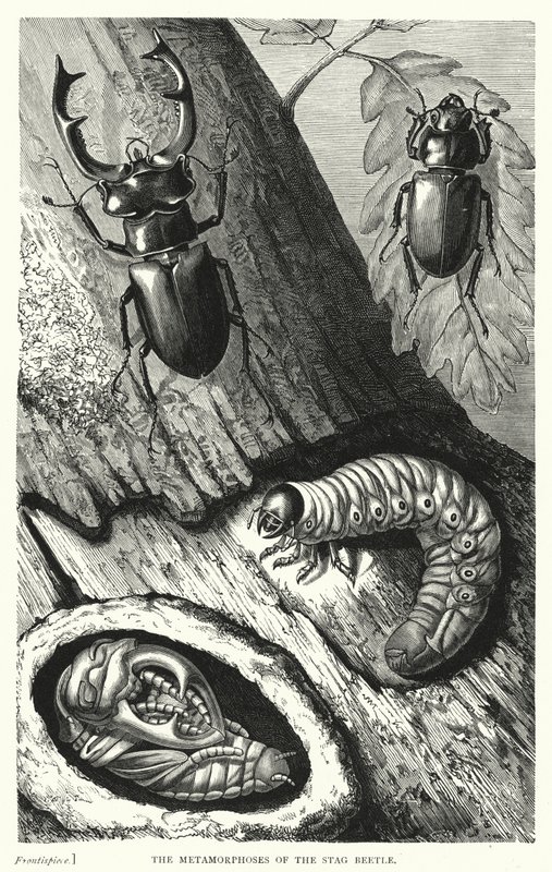 雄性甲虫的蜕变》（版画）。 作者 英语学校