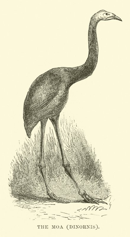 Moa，Dinornis 作者 英语学校