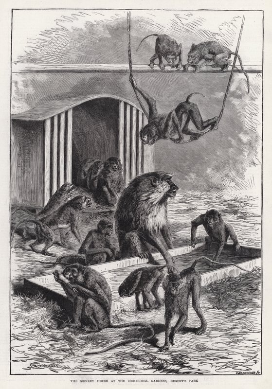 摄政公园动物园的猴屋（版画） 作者 英语学校