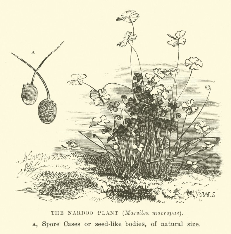 Nardoo植物，Marsilea macropus 作者 英语学校