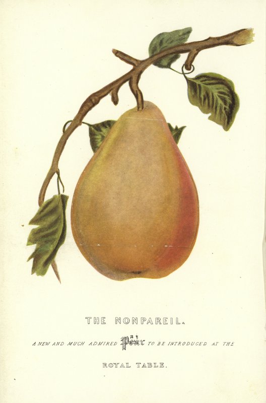 Nonpareil 作者 英语学校