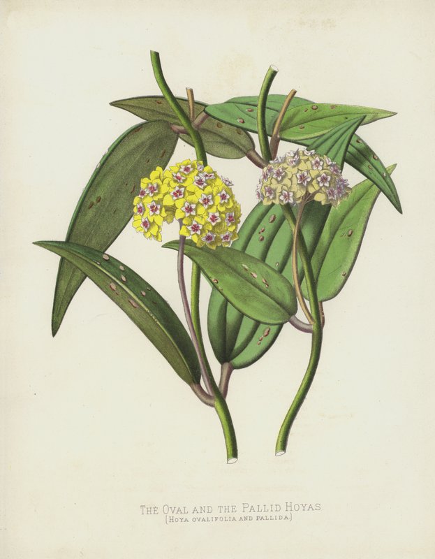 椭圆形和苍白的Hoyas，Hoya Ovalifolia和Pallida 作者 英语学校