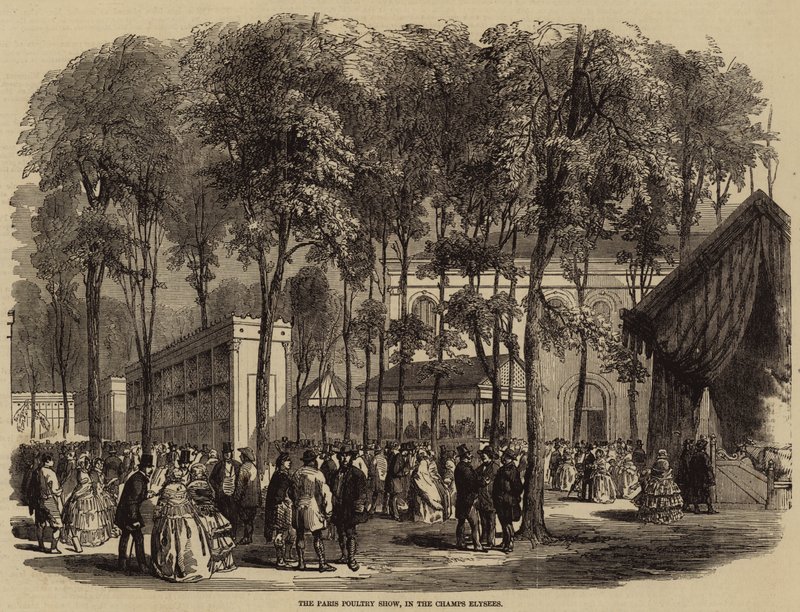 The Paris Poultry Show, in the Champs Elysees (engraving) 作者 英语学校