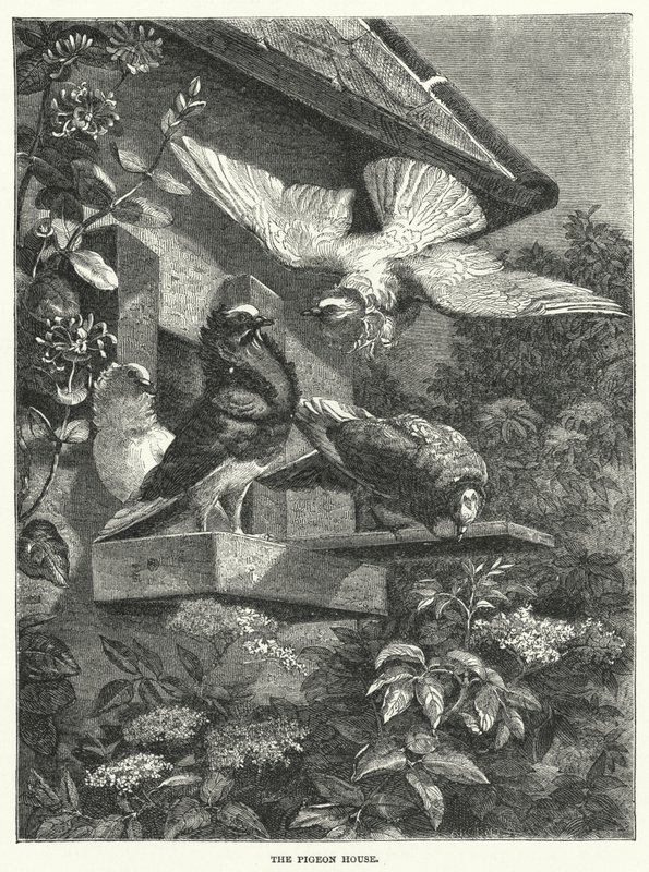 鸽子的房子（雕刻品 作者 英语学校