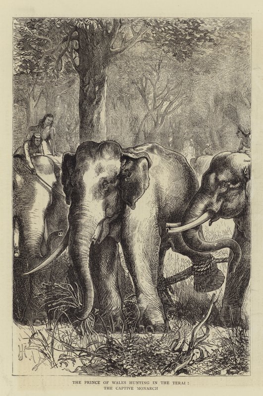 The Prince of Wales hunting in the Terai, the Captive Monarch (engraving) 作者 英语学校