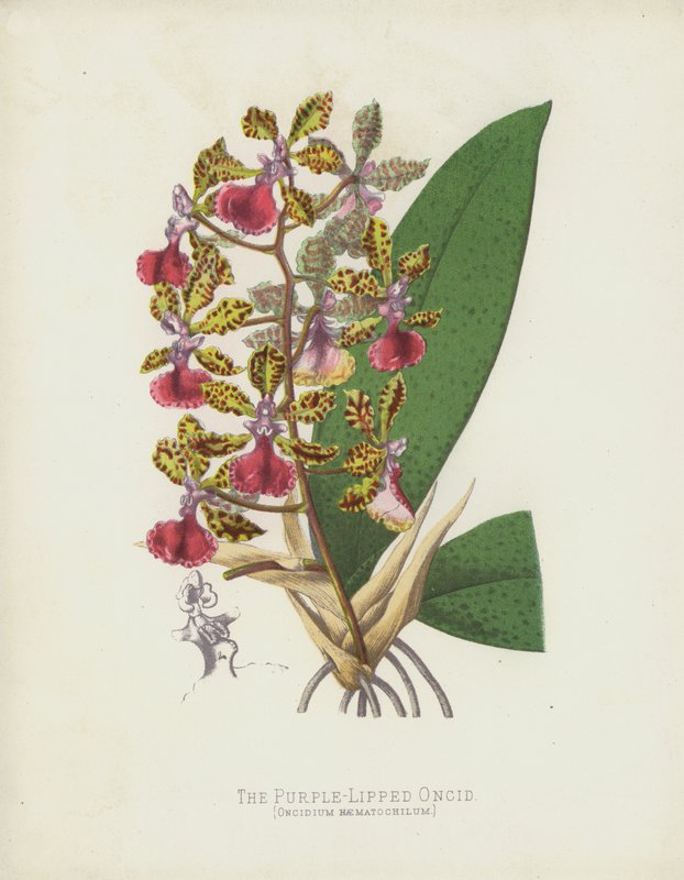紫唇Oncid，Oncidium Haematochilum 作者 英语学校
