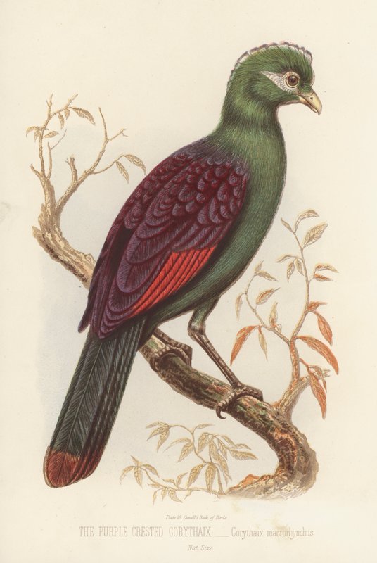 紫冠 Corythaix, Corythaix Macrorhynchus（彩色光刻） 作者 英语学校