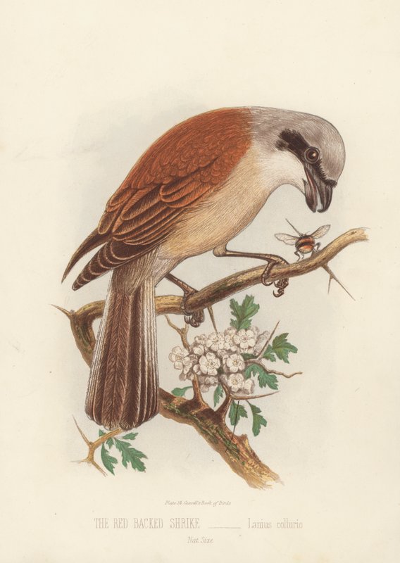 红背鵙，Lanius Collurio（彩色平版）。 作者 英语学校