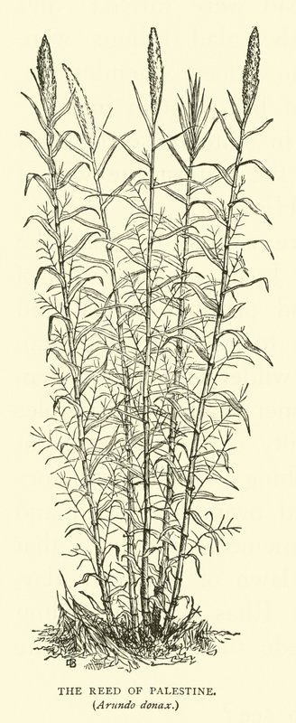 巴勒斯坦的芦苇，Arundo donax 作者 英语学校