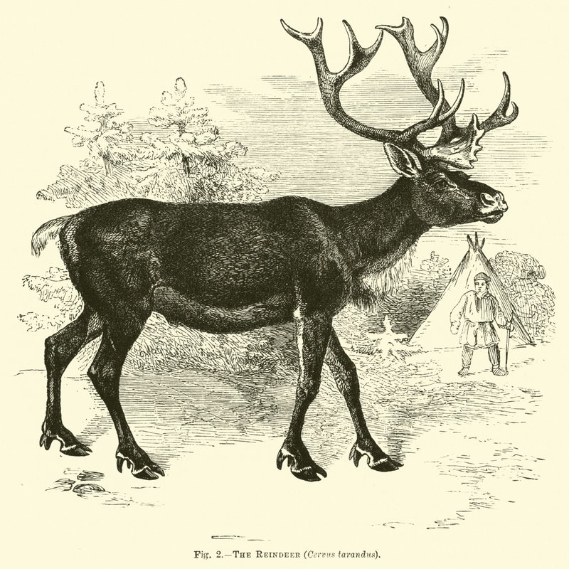 驯鹿，Cervus tarandus 作者 英语学校