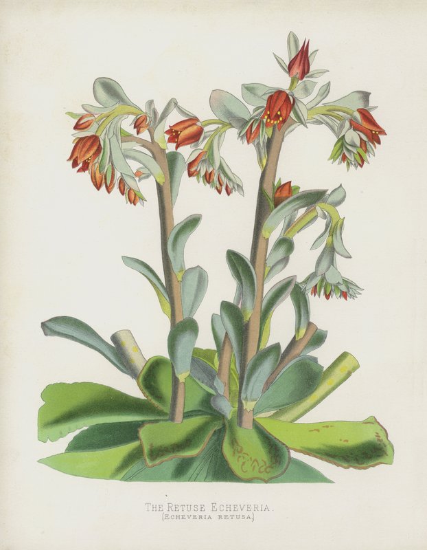 Retuse Echeverria，Echeverria Retusa 作者 英语学校