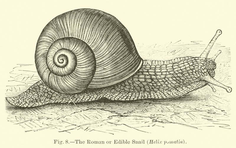 罗马或食用蜗牛（Helix pomatia） 作者 英语学校