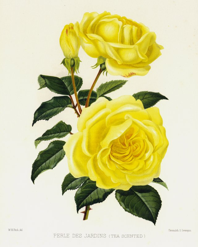 玫瑰园：Perle Des Jardins，Tea Scented 作者 英语学校