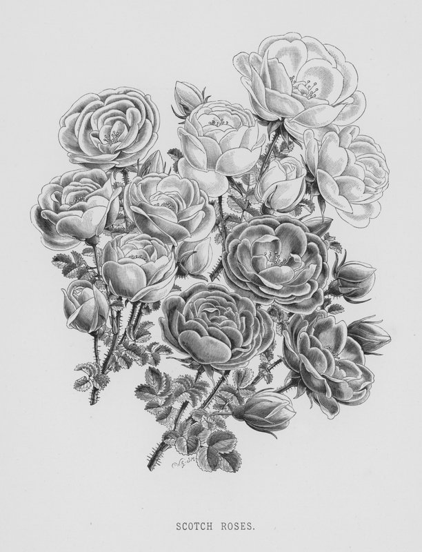 玫瑰园。苏格兰玫瑰（雕版画 作者 英语学校