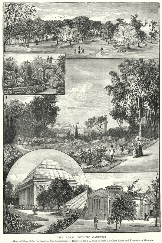 皇家植物园（雕版画 作者 英语学校