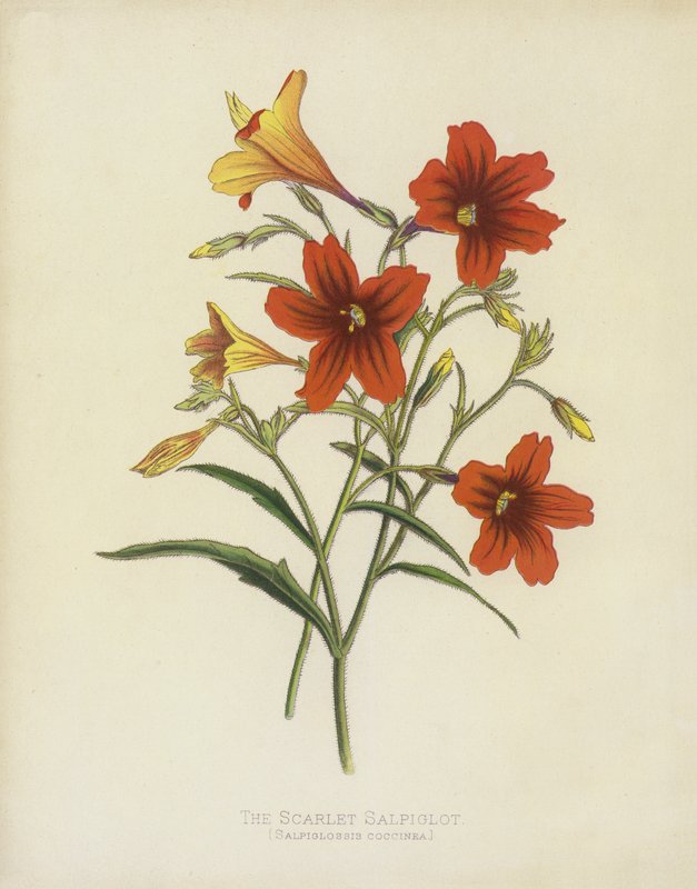 猩红色Salpiglot，Salpiglossis Coccinea 作者 英语学校