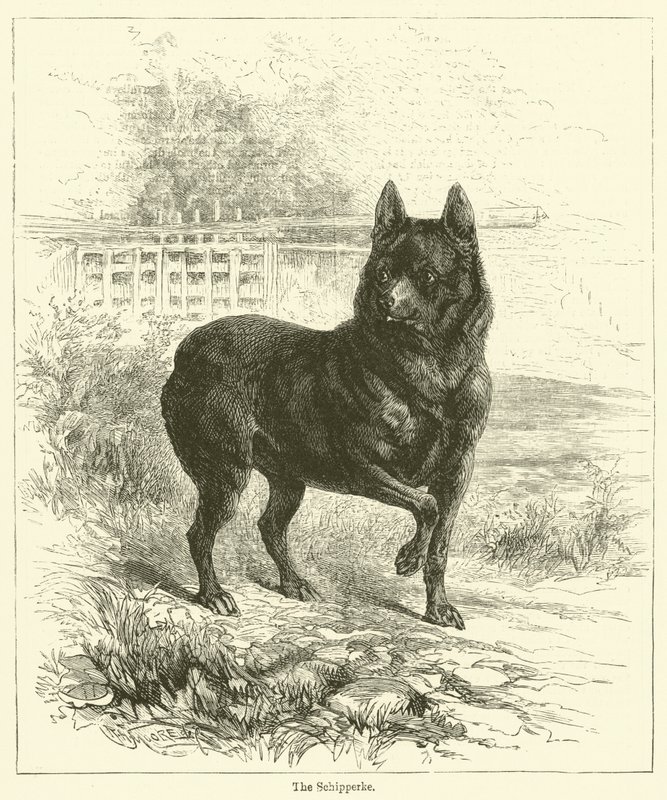 Schipperke (雕刻) 作者 英语学校