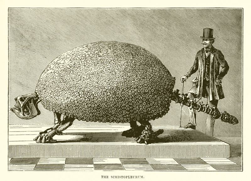 Schistopleurum 作者 英语学校
