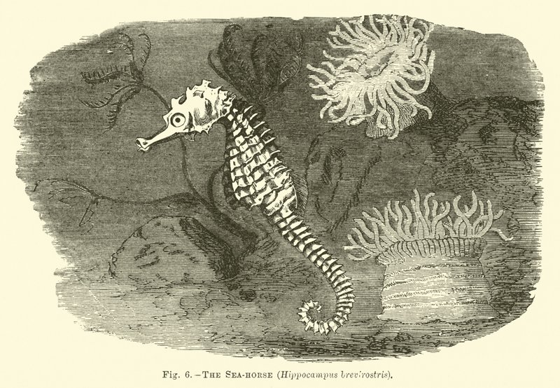 海马，Hippocampus brevirostris 作者 英语学校