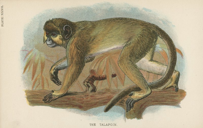 Talapoin 作者 英语学校