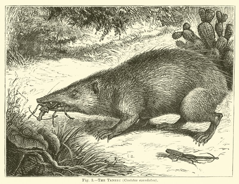 Tanrec，Centetes ecaudatus 作者 英语学校