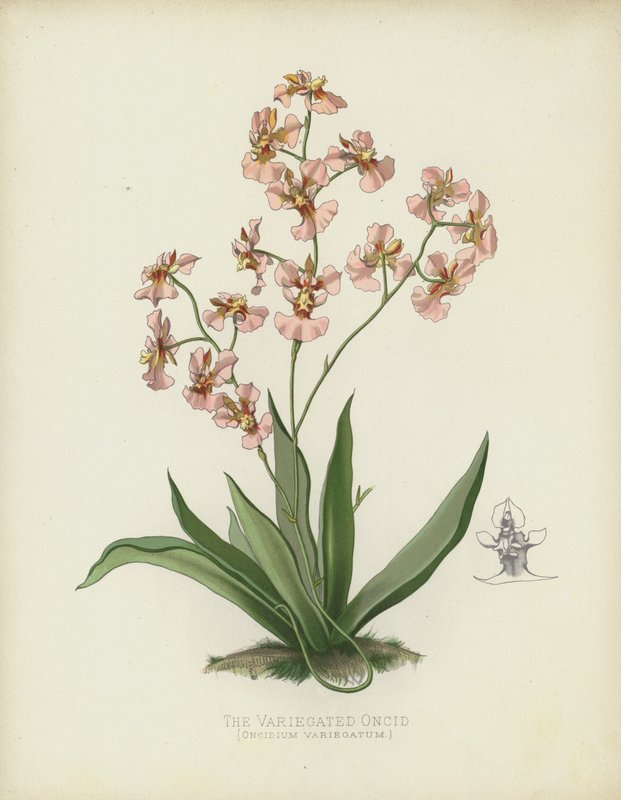 杂色的Oncid，Oncidium Variegatum 作者 英语学校