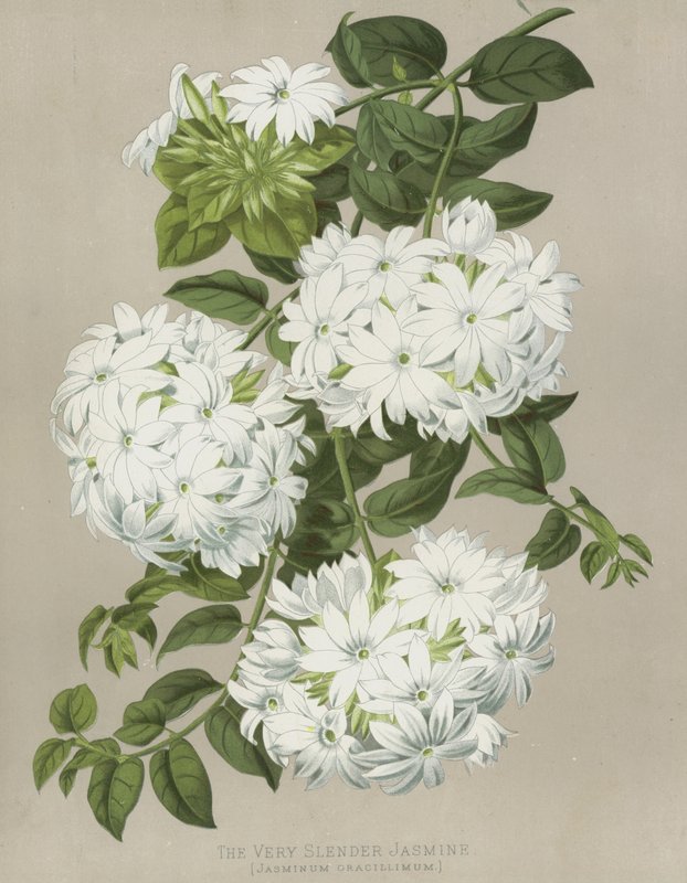 非常纤细的茉莉花，Jasminum Gracillimum 作者 英语学校