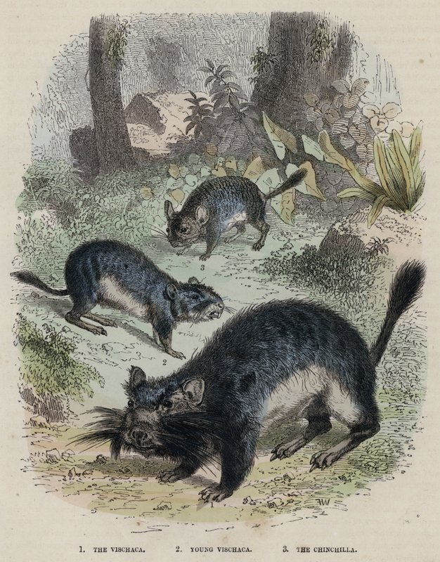 The Vischaca, Young Vischaca, The Chinchilla (彩色雕刻) 作者 英语学校