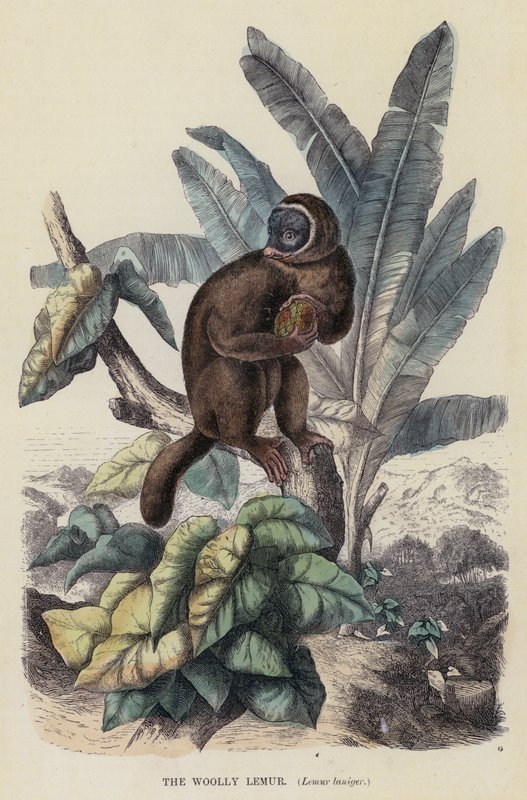 狐猴，Lemur laniger（彩色雕刻）。 作者 英语学校