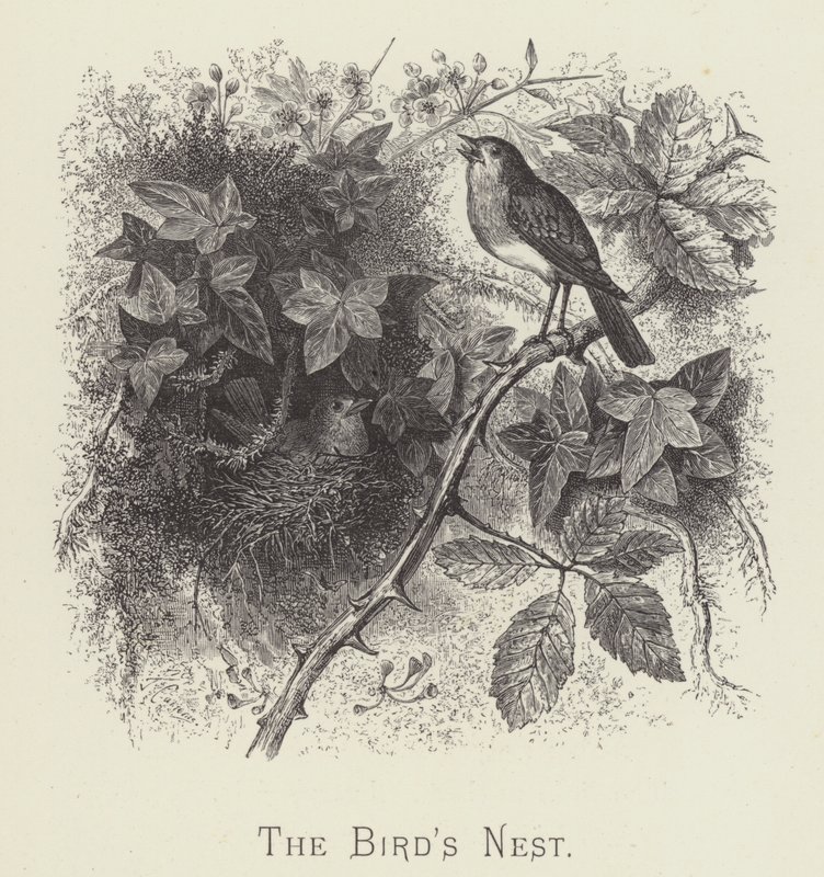 The bird