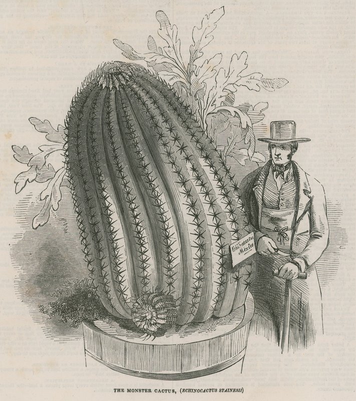 妖怪仙人掌（Echinocactus stainesh）在皇家庭院，Kew，伦敦 作者 英语学校