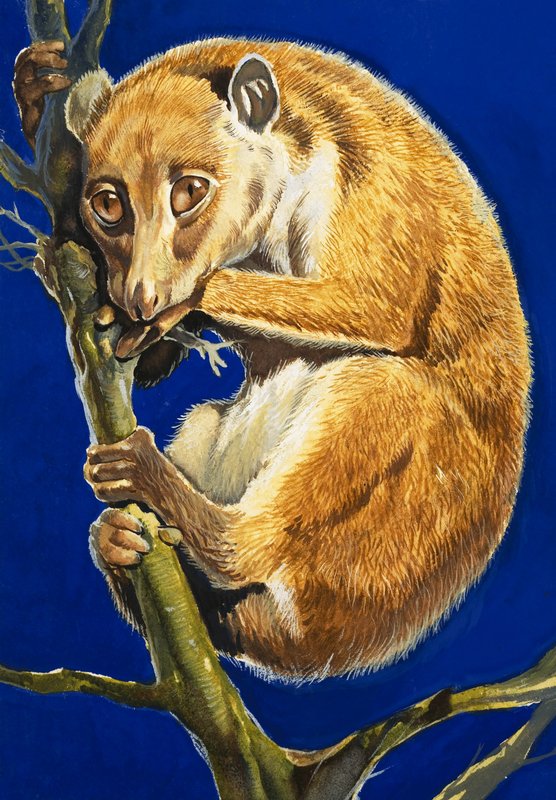 potto 作者 英语学校