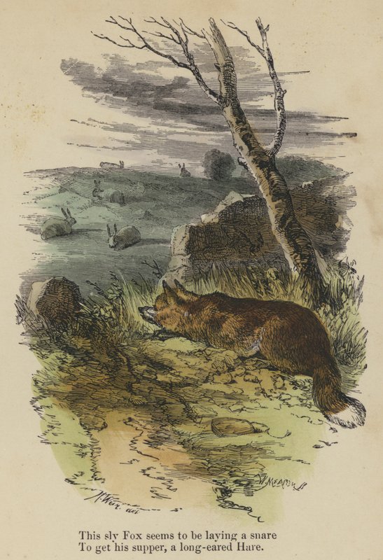 This sly Fox seems to be laying a snare, To get his supper, a long-eared Hare (coloured engraving) 作者 英语学校