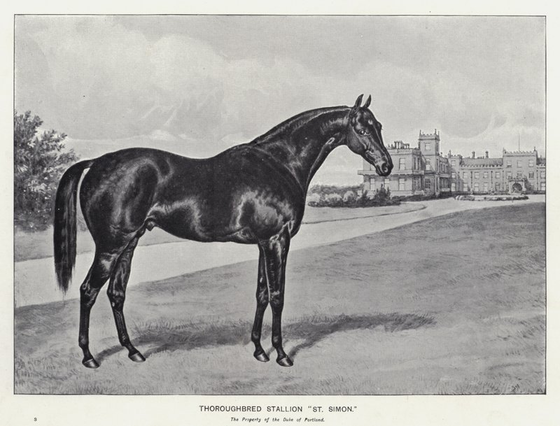 Thoroughbred Stallion "St Simon" (litho) 作者 英语学校