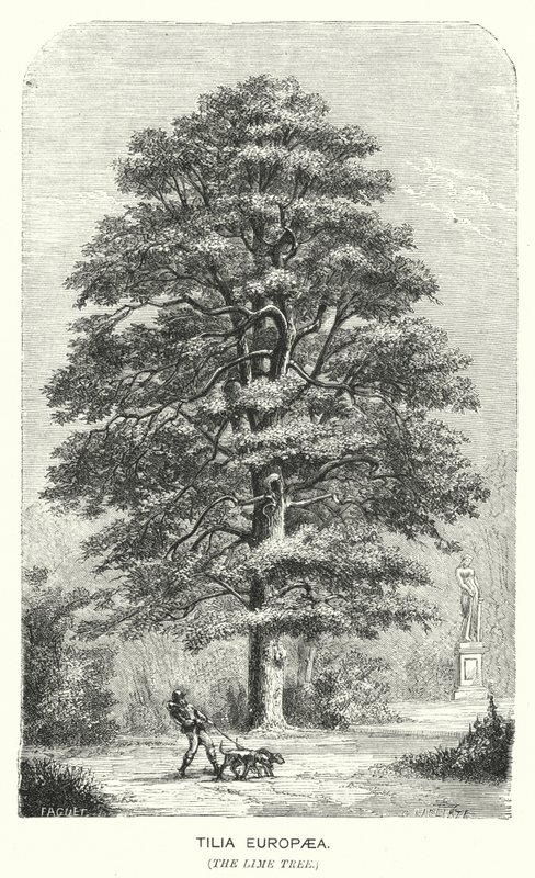 Tilia Europaea, The Lime Tree (engraving) 作者 英语学校