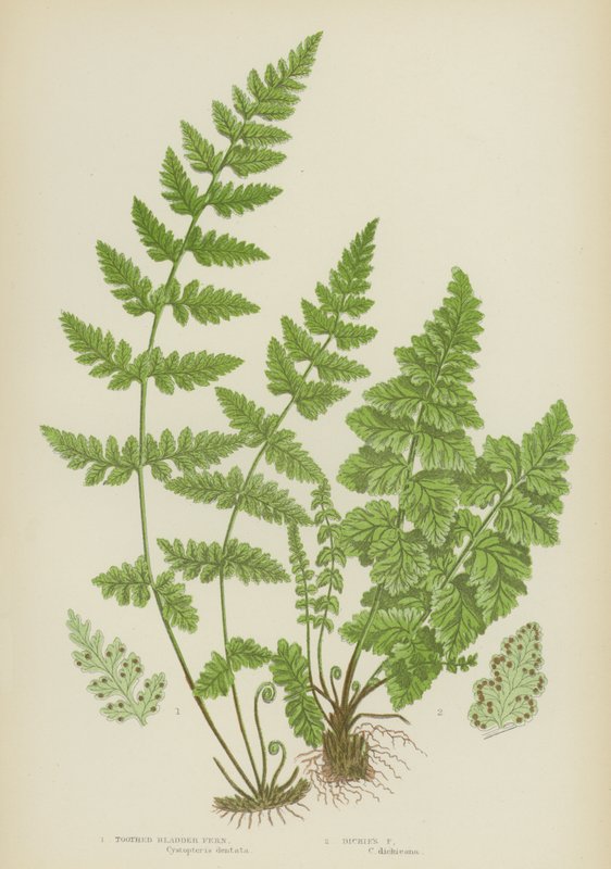 齿状膀胱蕨，迪基斯蕨（彩色印刷品） 作者 英语学校