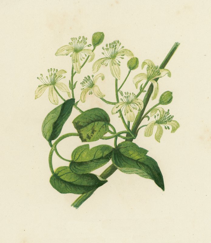 旅行者的喜悦，铁线莲 Vitalba（彩色石版画） 作者 英语学校