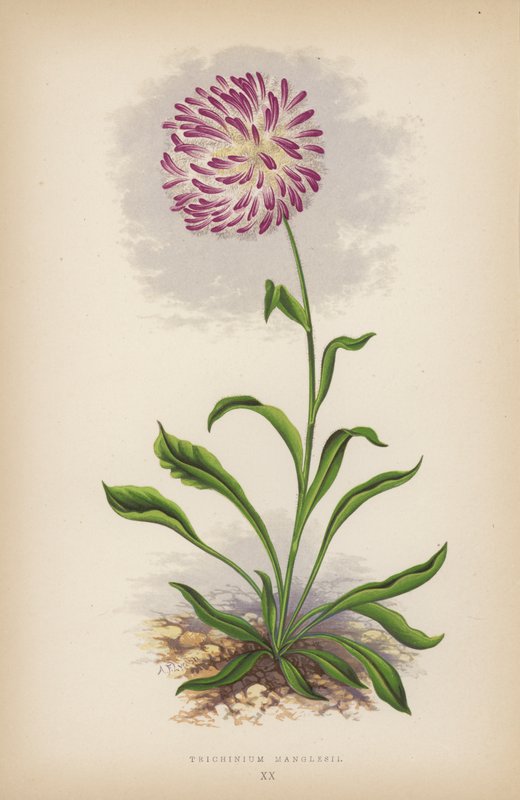 Trichinium Manglesii（彩色石版画） 作者 英语学校