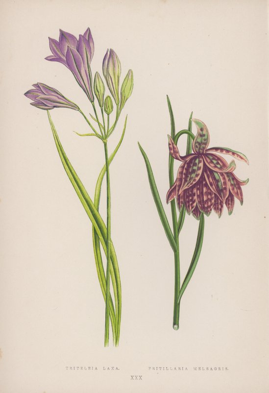 黑麦草； 贝母 Meleagris（彩色石版画） 作者 英语学校