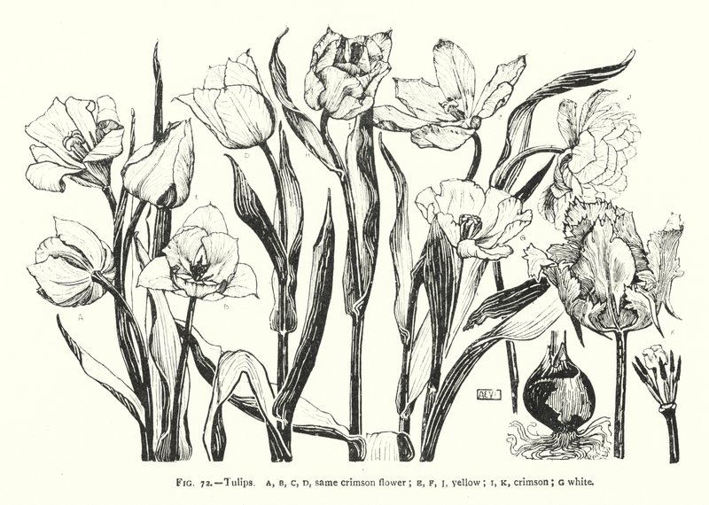 郁金香；同一种深红色的花；黄色；深红色；白色（雕刻）。 作者 英语学校