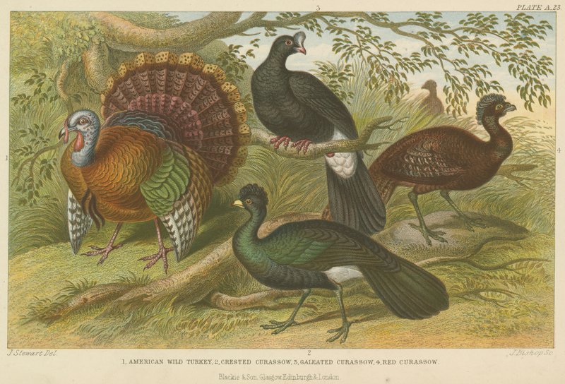火鸡和curassows（彩色雕刻） 作者 英语学校