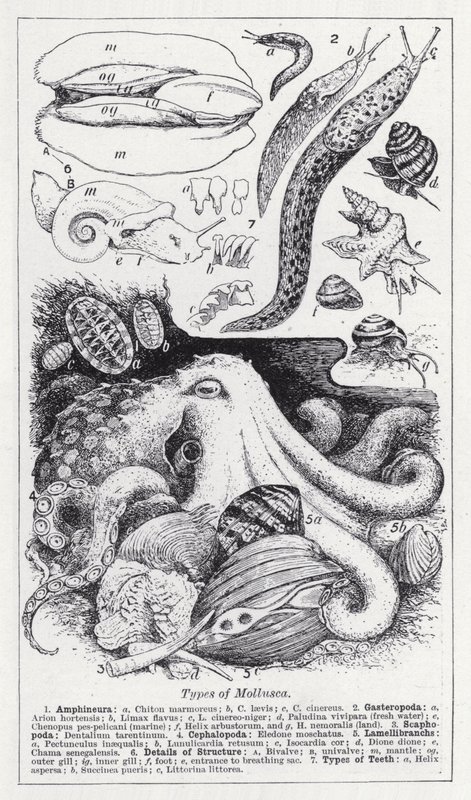 软体动物的种类 (litho) 作者 英语学校