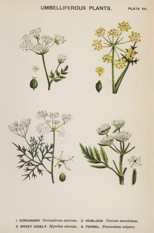 伞形花序植物（彩色石版画） 作者 英语学校