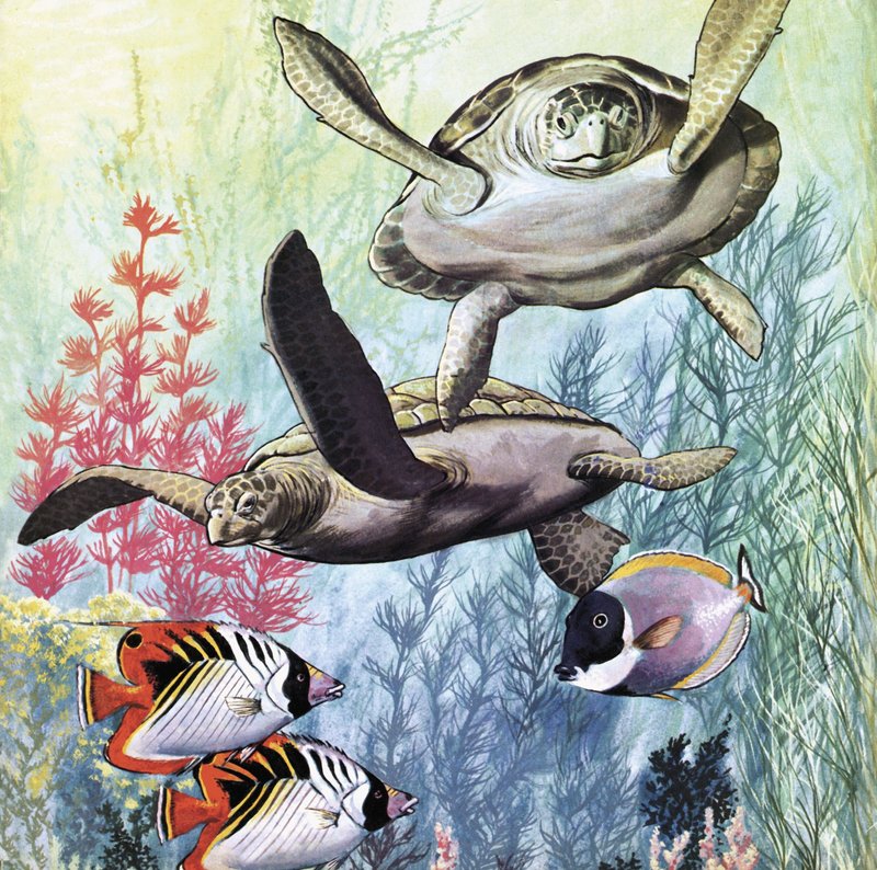 海底世界 作者 英语学校