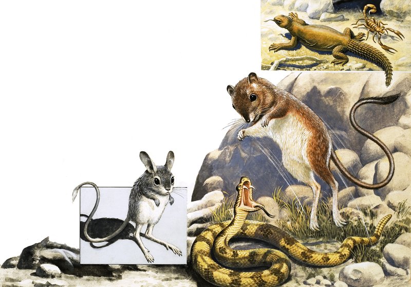 身份不明的动物蒙太奇与jerboa，蛇和蝎子 作者 英语学校