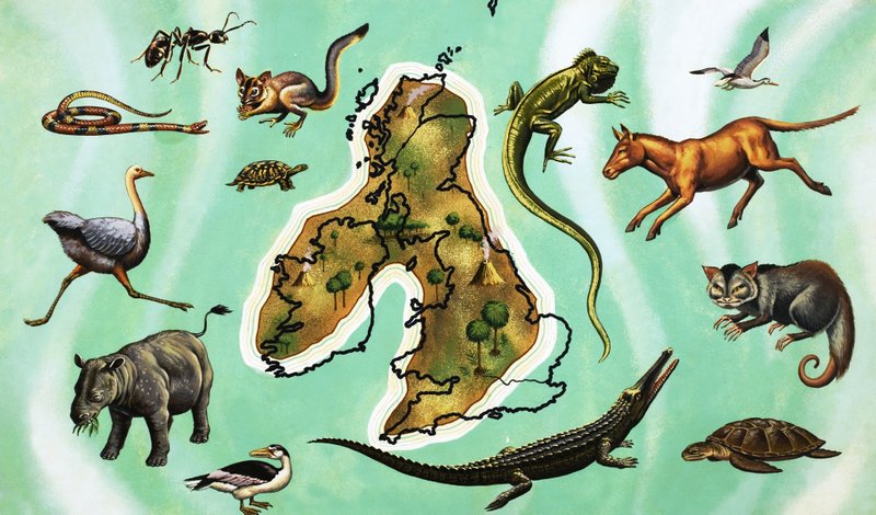 在英国的地图附近的动物身份不明的蒙太奇 作者 英语学校